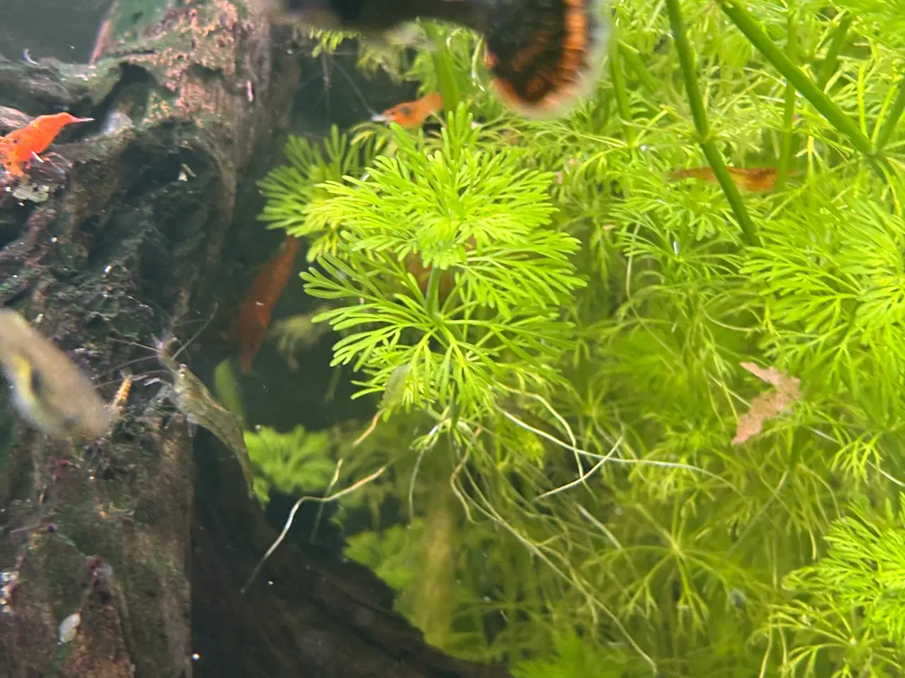 Billede 3 - Guppy