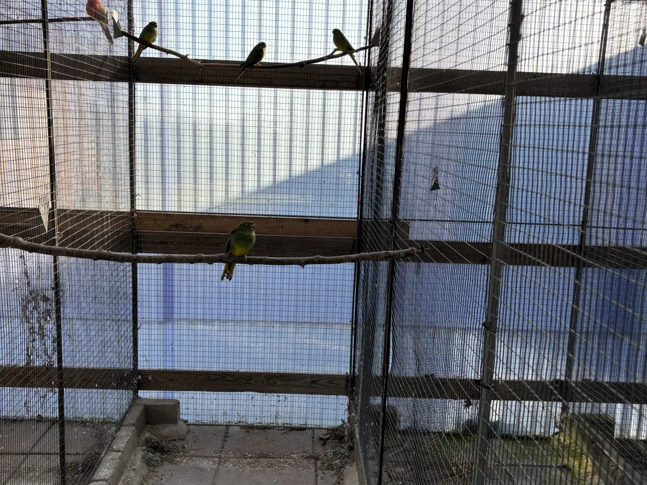 Billede 2 - Græsparakitter 