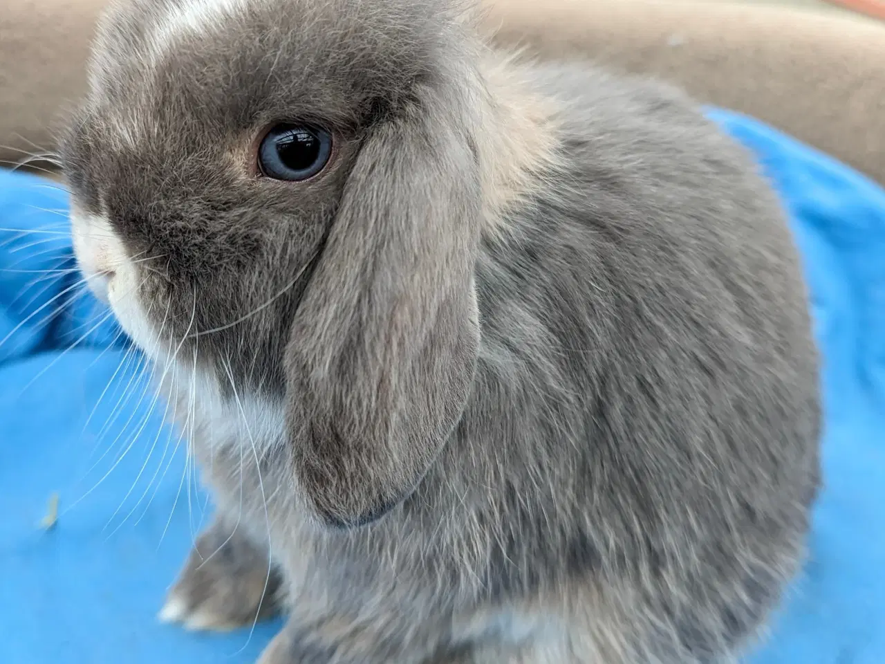 Billede 1 - Minilop kaninunge sælges 