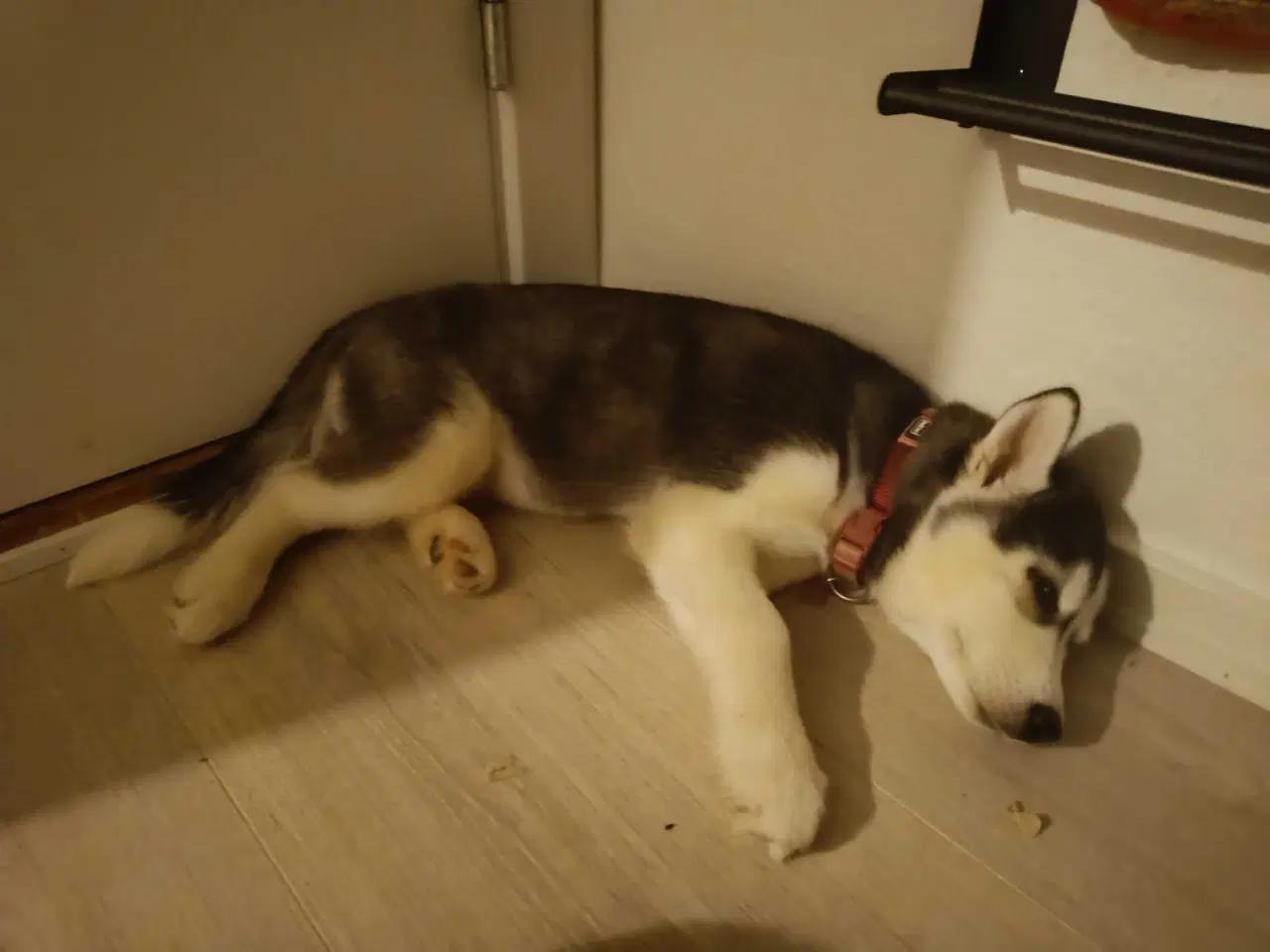 Billede 3 - Husky Hvalp Tæve