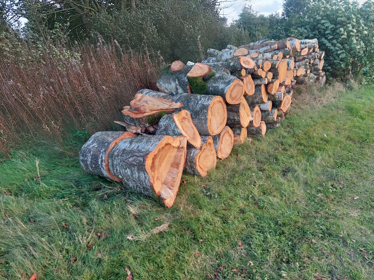 Billede 2 - Brænde