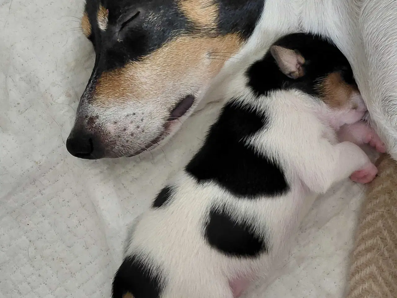 Billede 1 - Dansk svensk gårdhund hvalpe