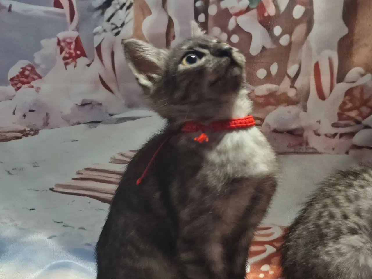 Billede 3 - Egyptiske Mau pige