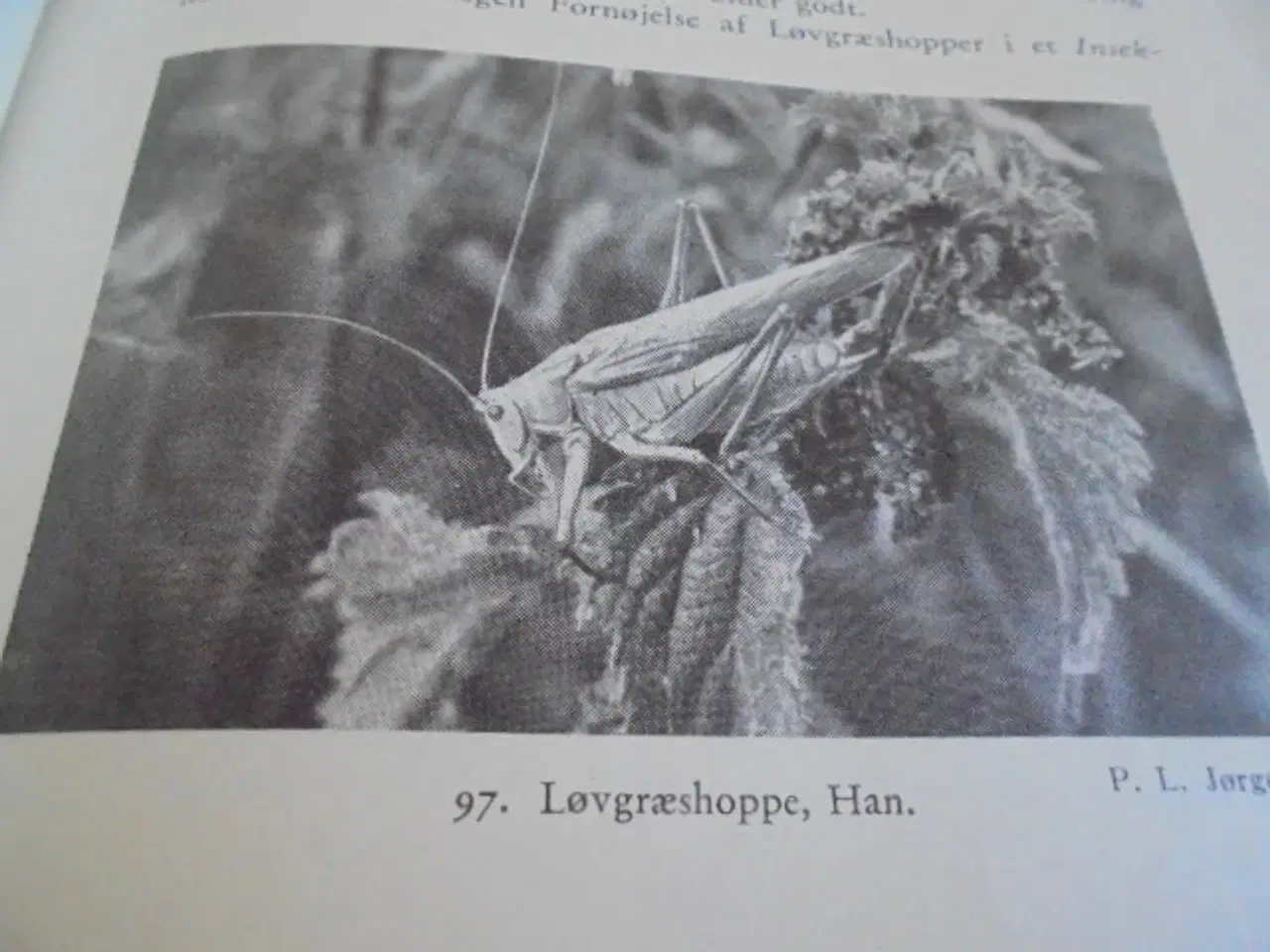 Billede 4 - Natursamleren – Hans Hvass – udg. fra 1942  