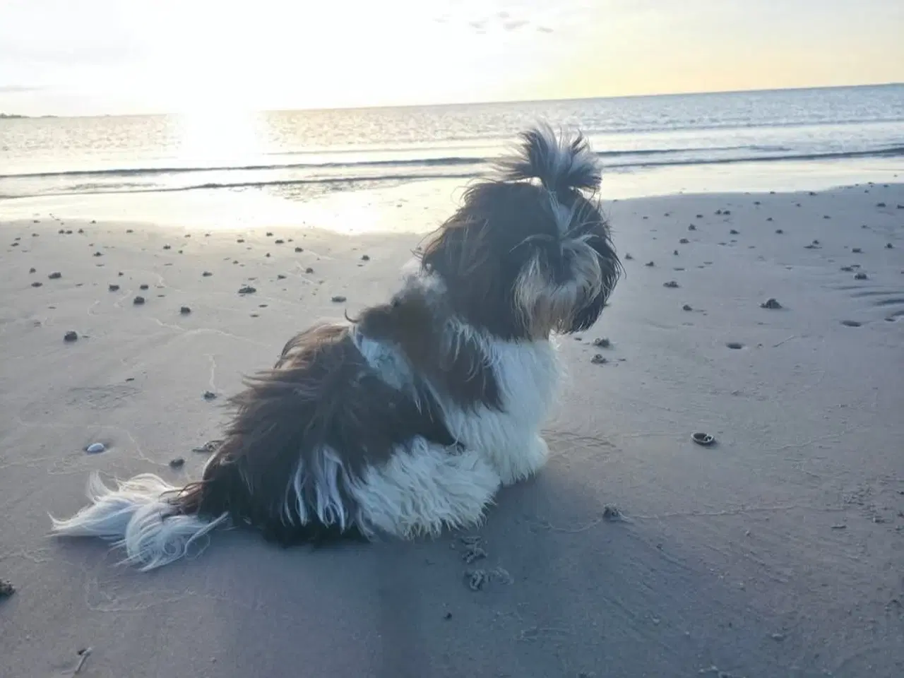 Billede 4 - Shih tzu hanhund hvalp