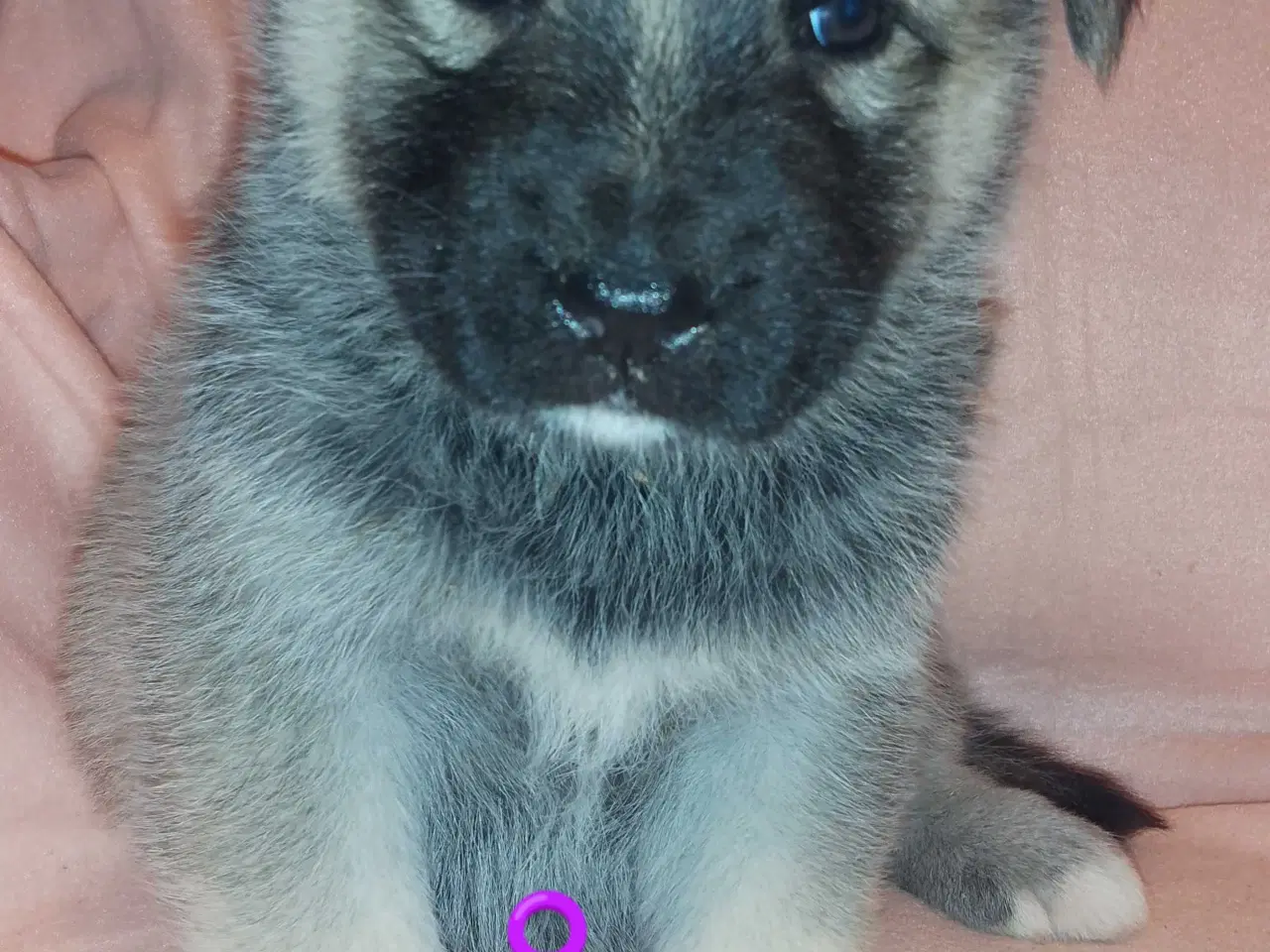 Billede 13 - Alaska Malamute Chow Chow tjekkiske ulvehund husky
