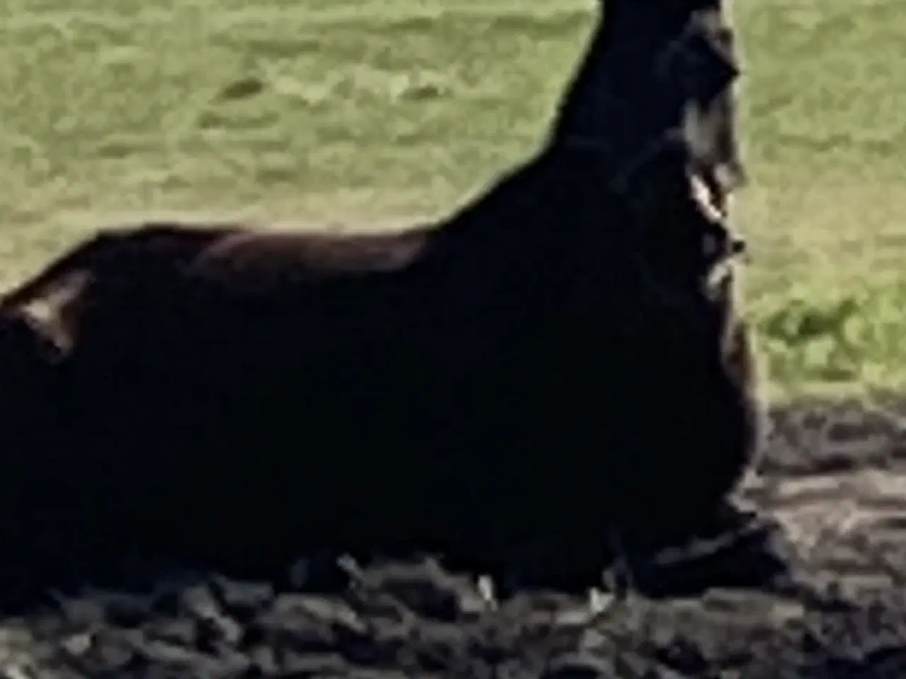 Billede 2 - Opstaldning i jeberg 