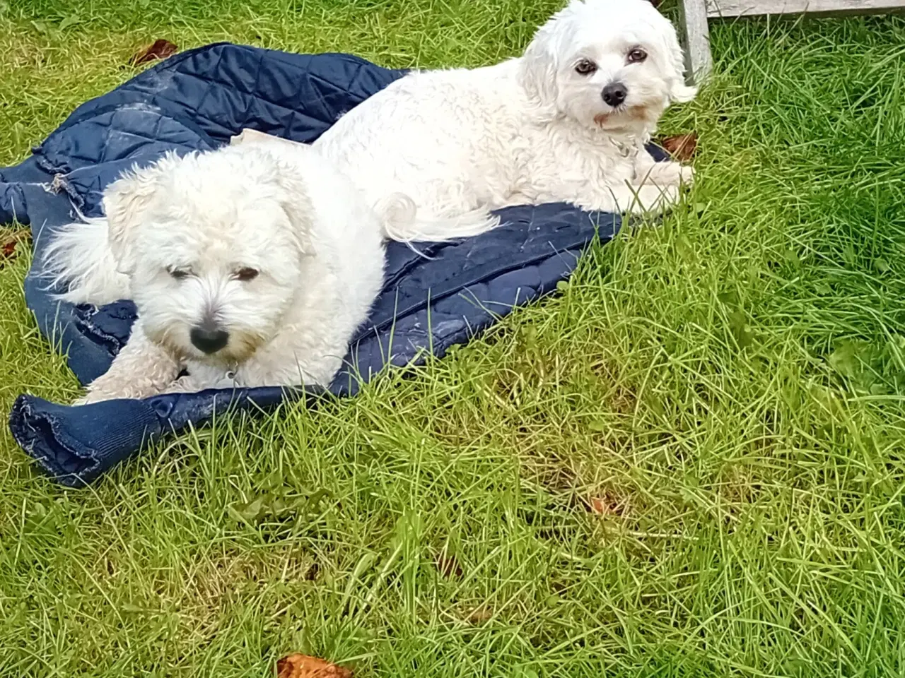 Billede 2 - Coton de Tulear / Malteser. Bomuldshund.