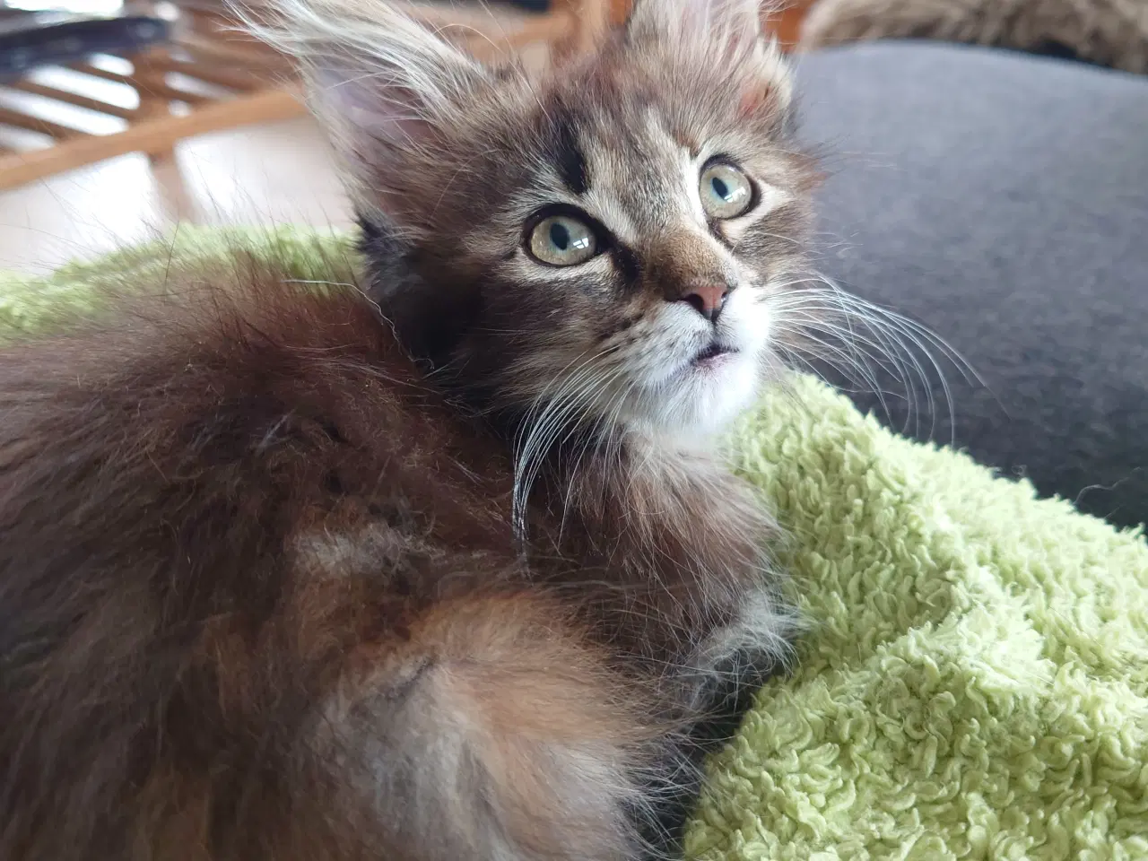 Billede 2 - Maine coon killinger, far ægte med tavle