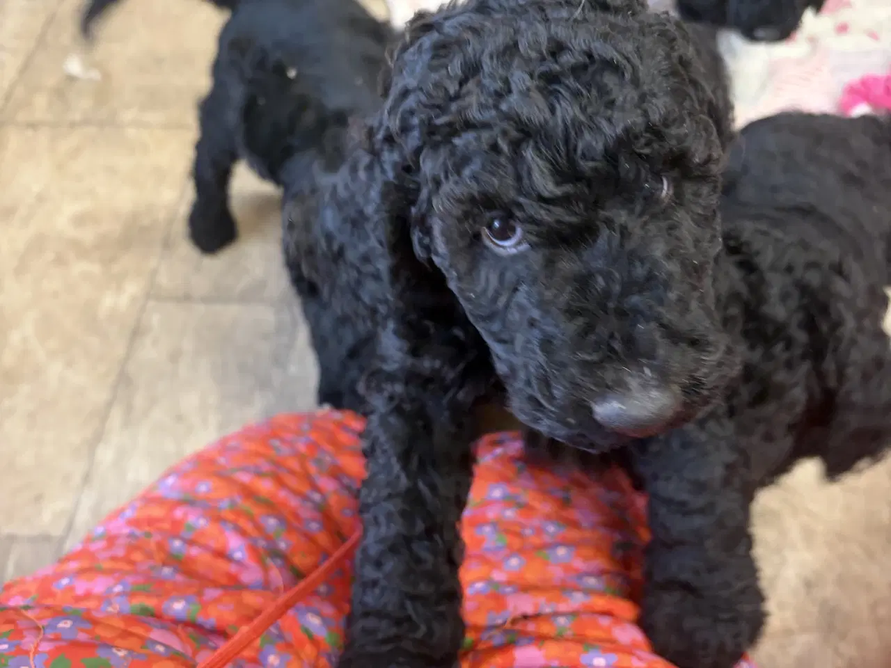 Billede 8 - Ægte mellem/stor puddel drenge må rejse nu !