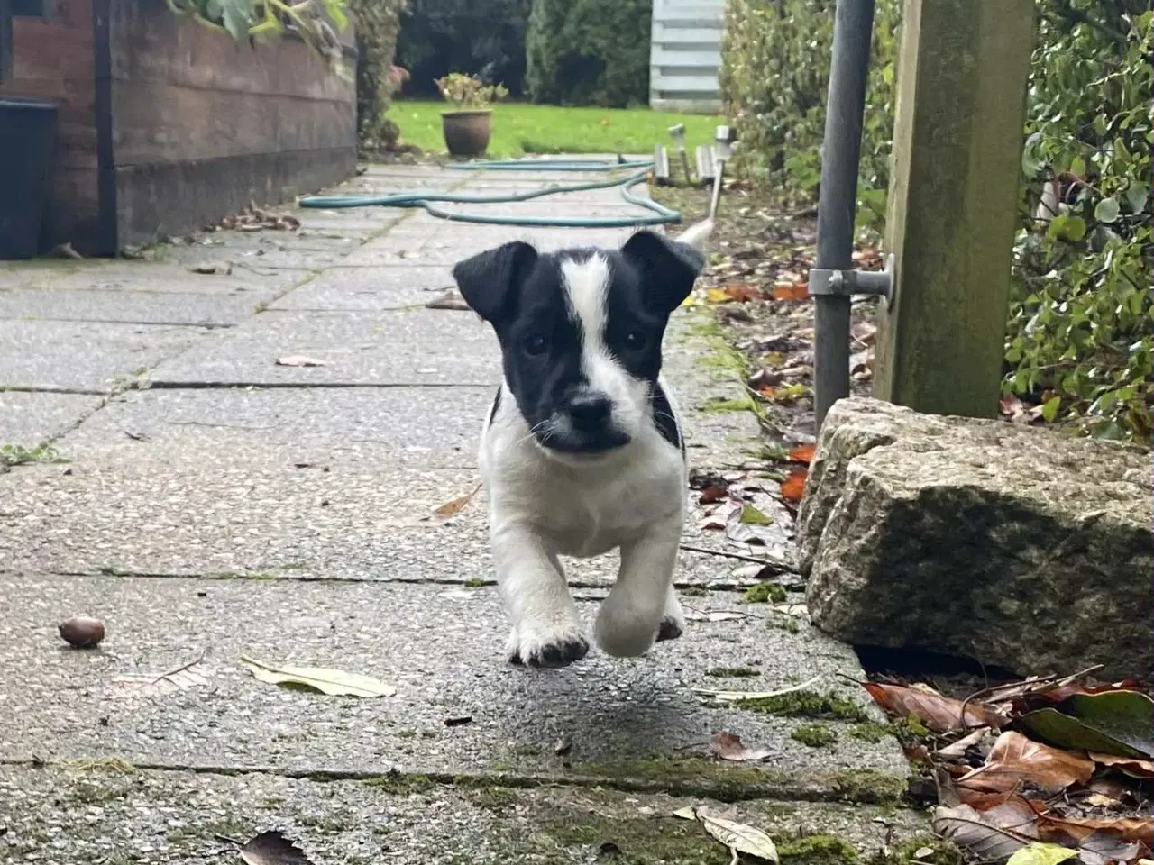 Billede 2 - Jack Russel hvalpe 