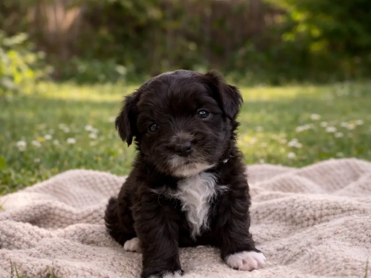 Billede 1 - Mørkebrun maltipoo hanhvalp