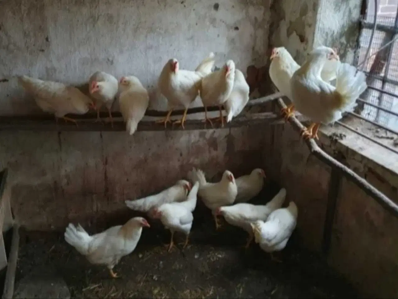 Billede 3 - Havehøns 