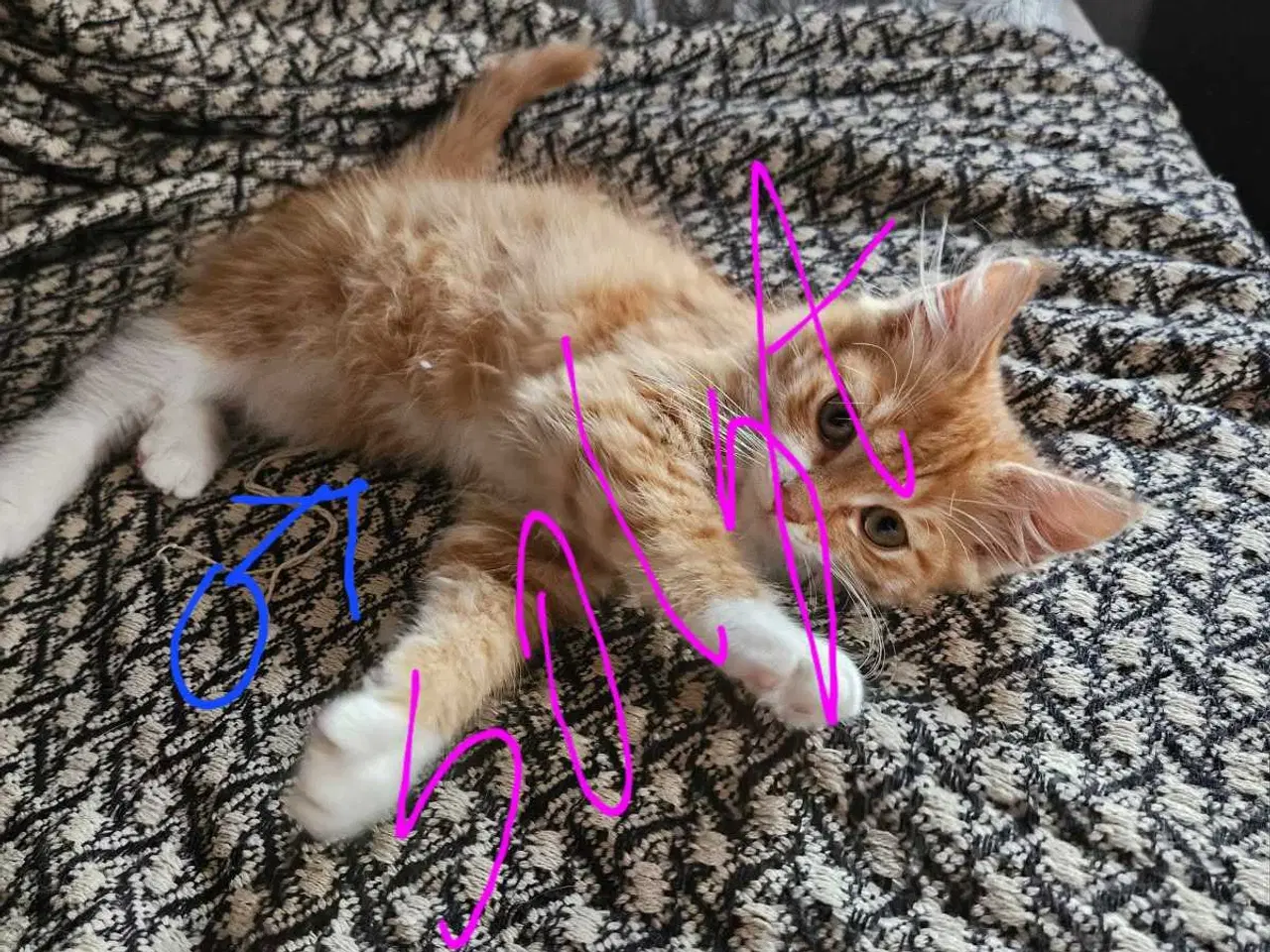 Billede 5 - Killinger