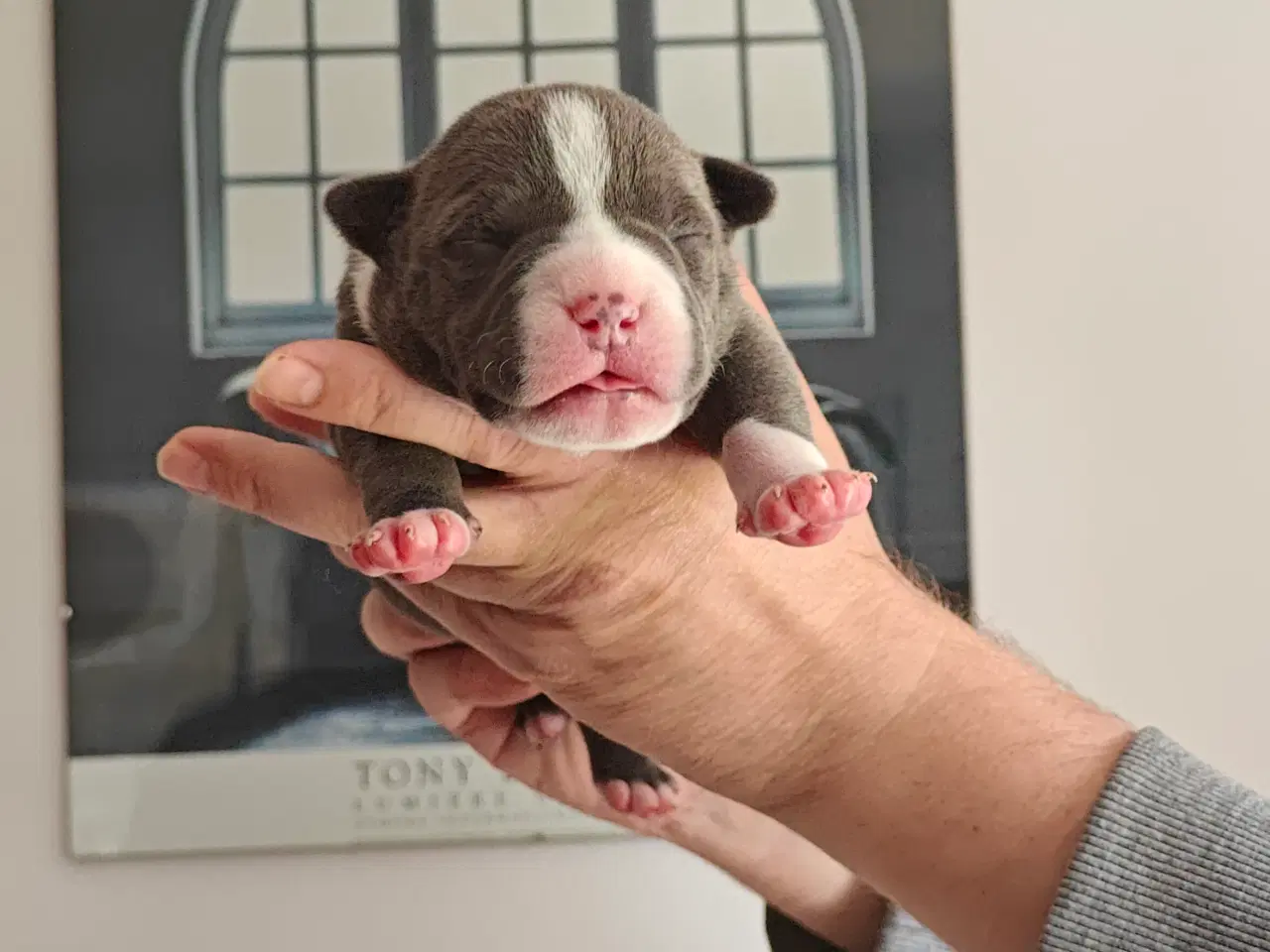 Billede 2 - American Bully hvalpe. 