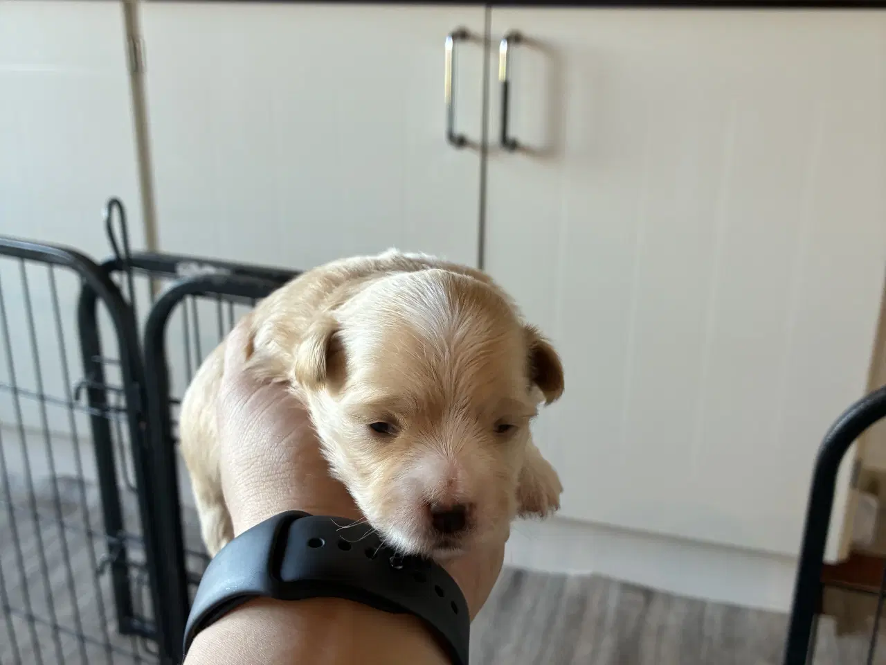 Billede 5 - Søde små Havaton hvalpe