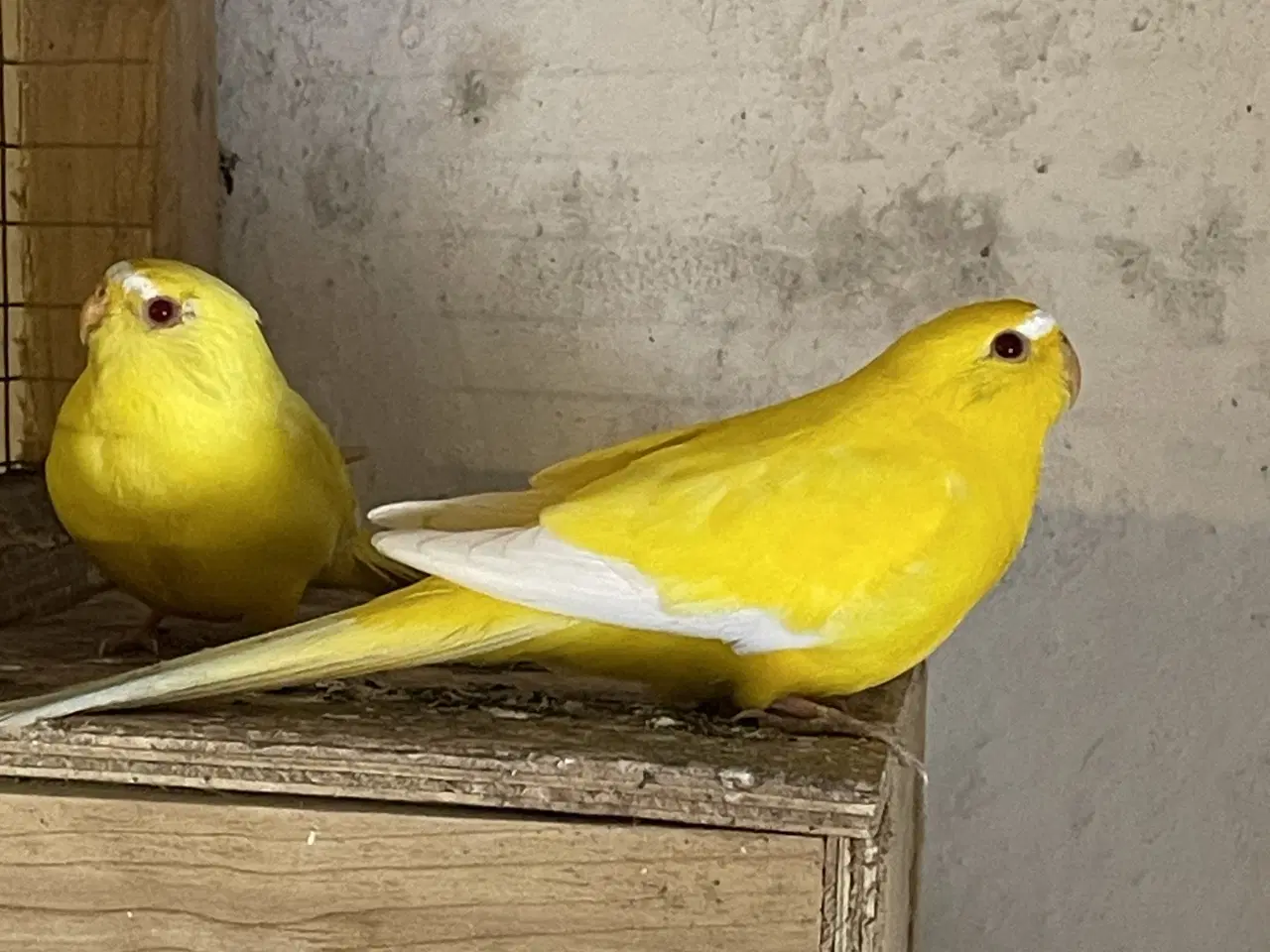 Billede 1 - Lutino Elegant Parakitter 