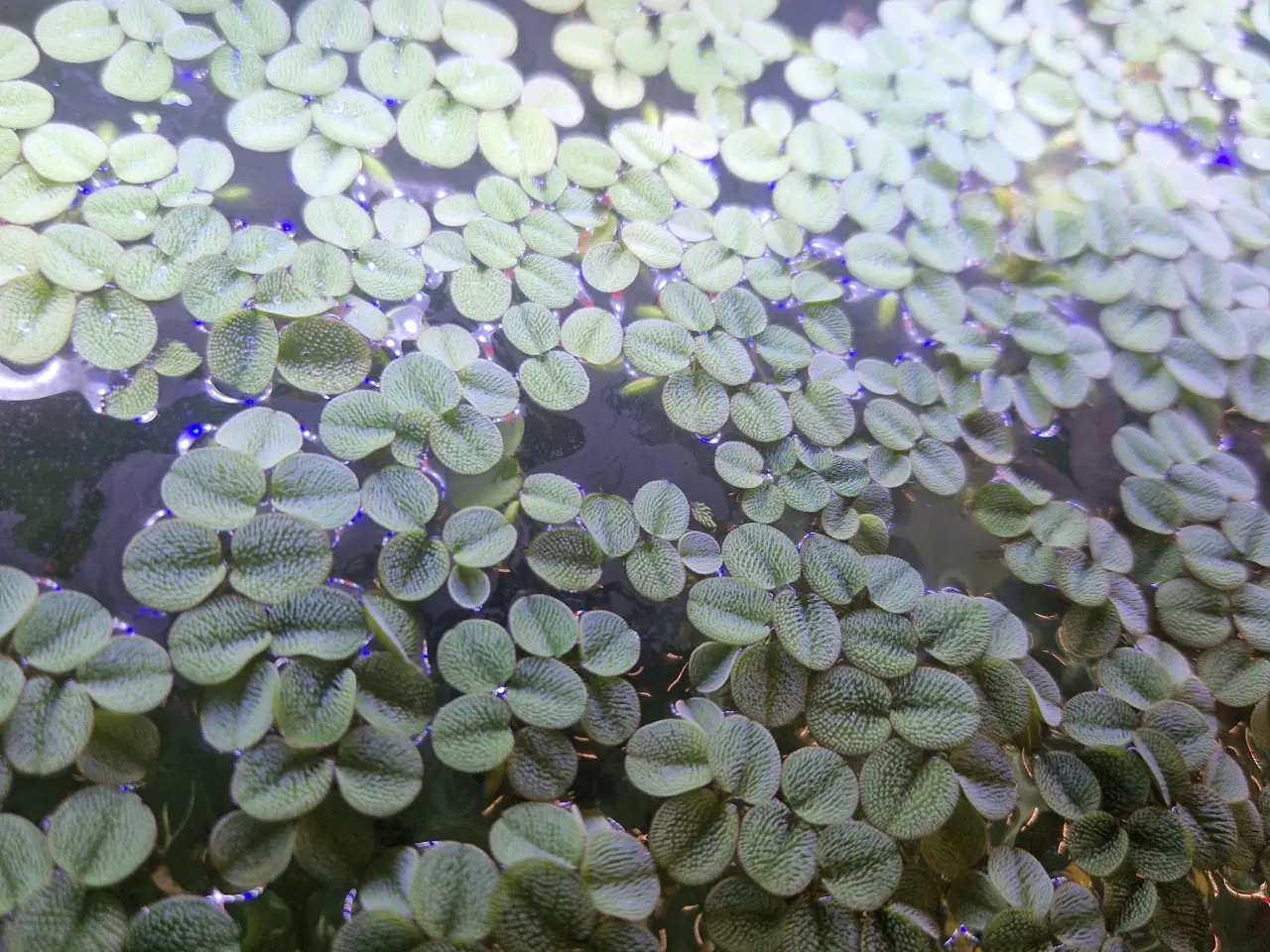 Billede 1 - Flydeplante Salvinia auriculata