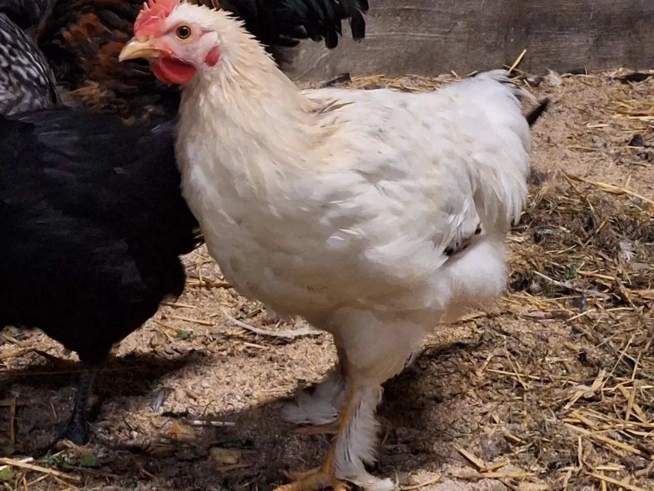 Billede 3 - Tre flotte unghaner 