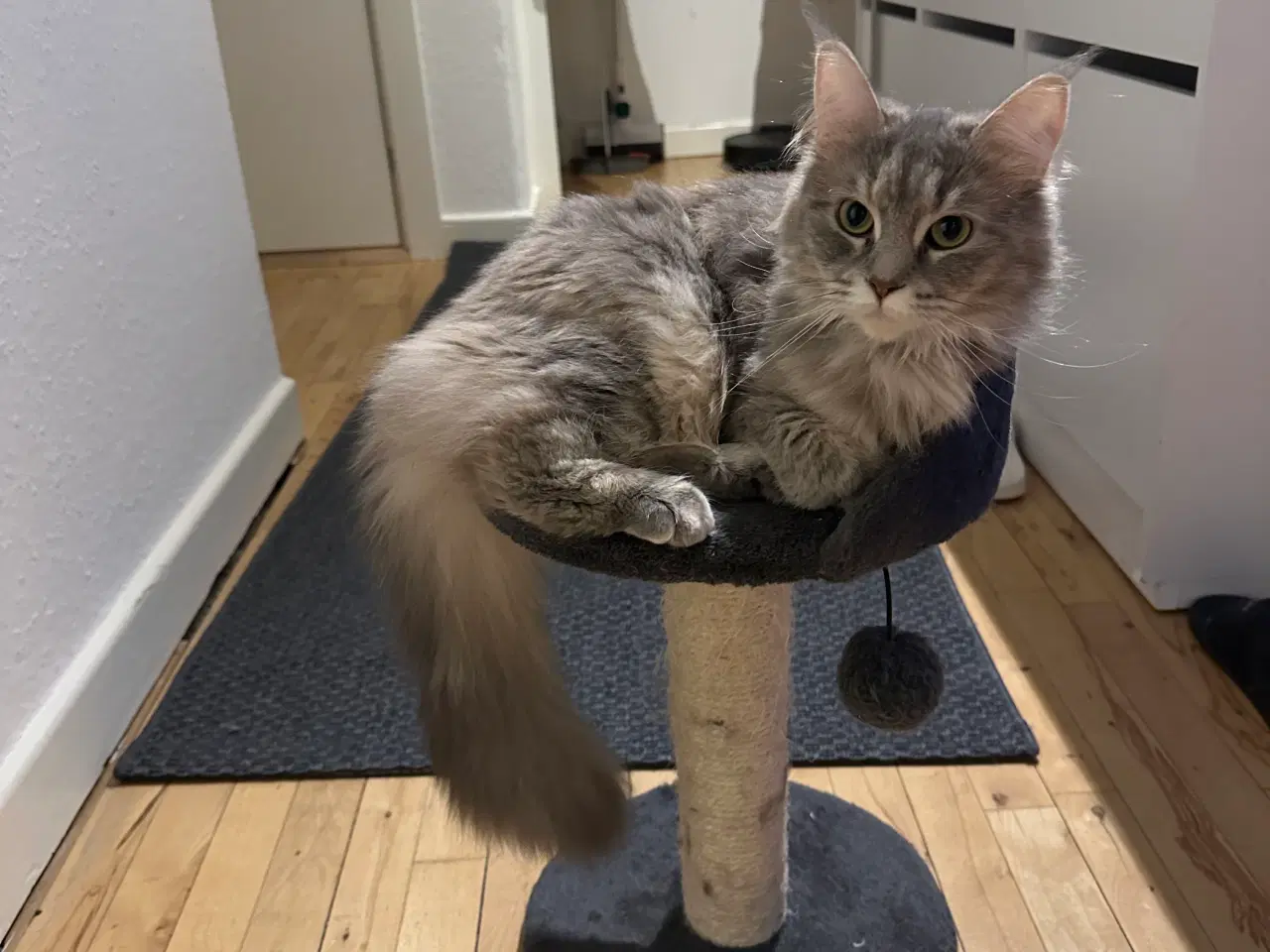 Billede 4 - Smukke og kærlige Nova søger nyt, roligt hjem 🐾