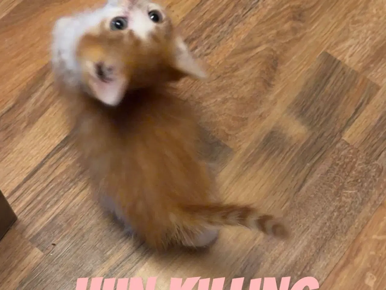 Billede 7 - Søde kælen katte killinger