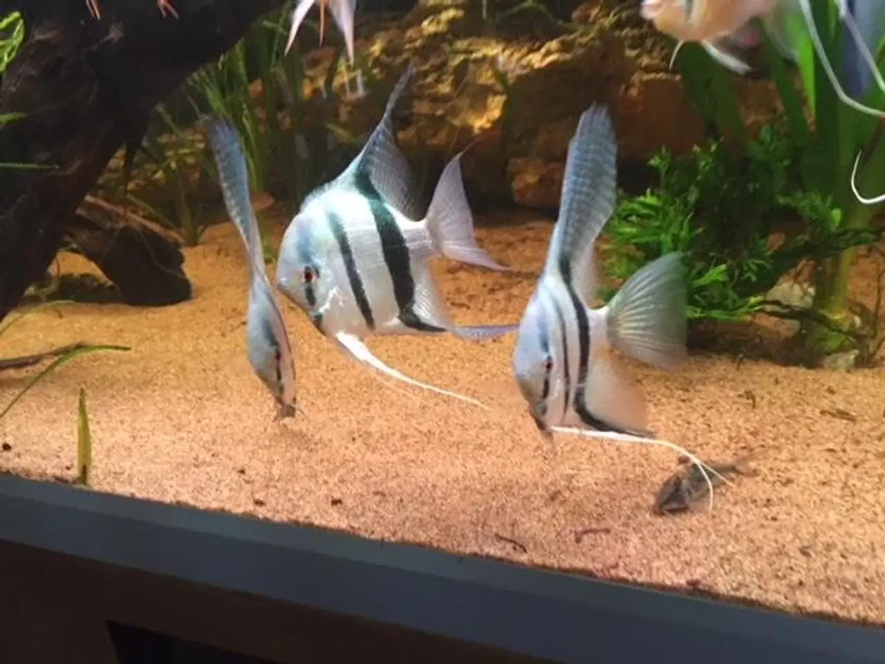 Billede 4 - Flotte akvariefisk