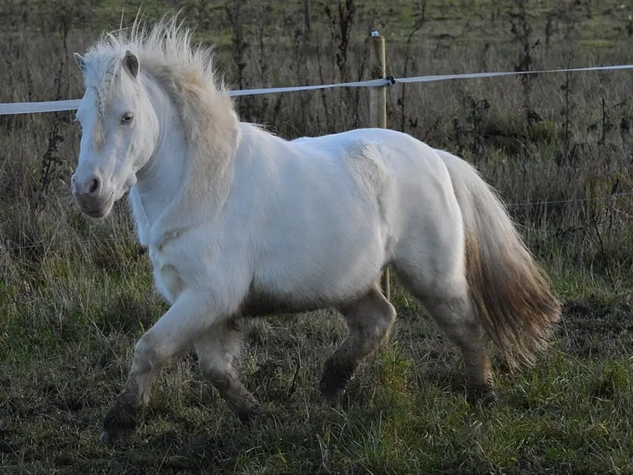 Billede 9 - Mini Shetlænder leases eller byttes i avlssæson 