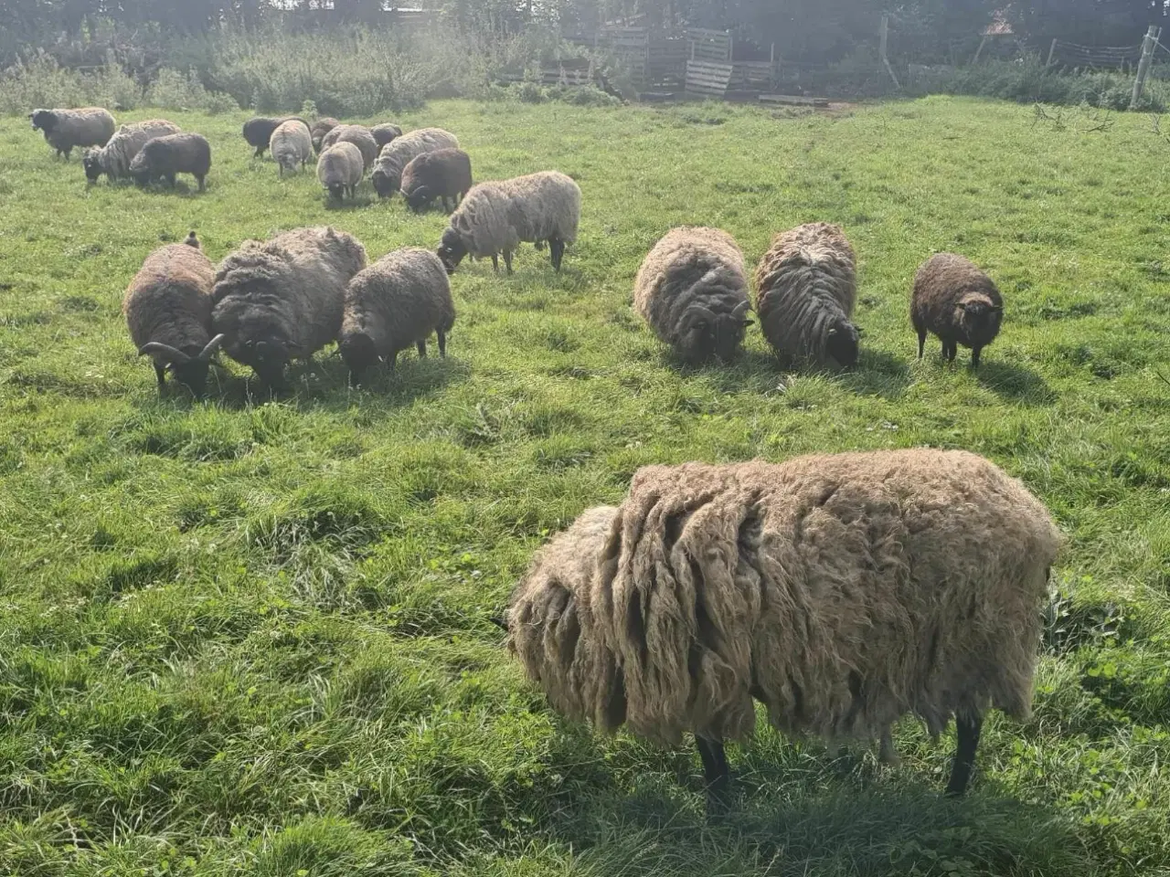Billede 2 - Stor fåre flok sælges samlet 