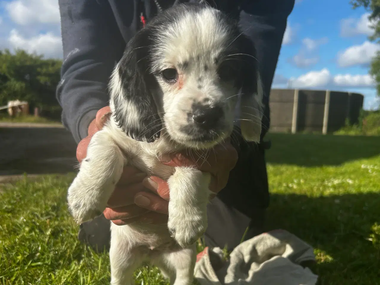 Billede 4 - FT Cocker spaniel