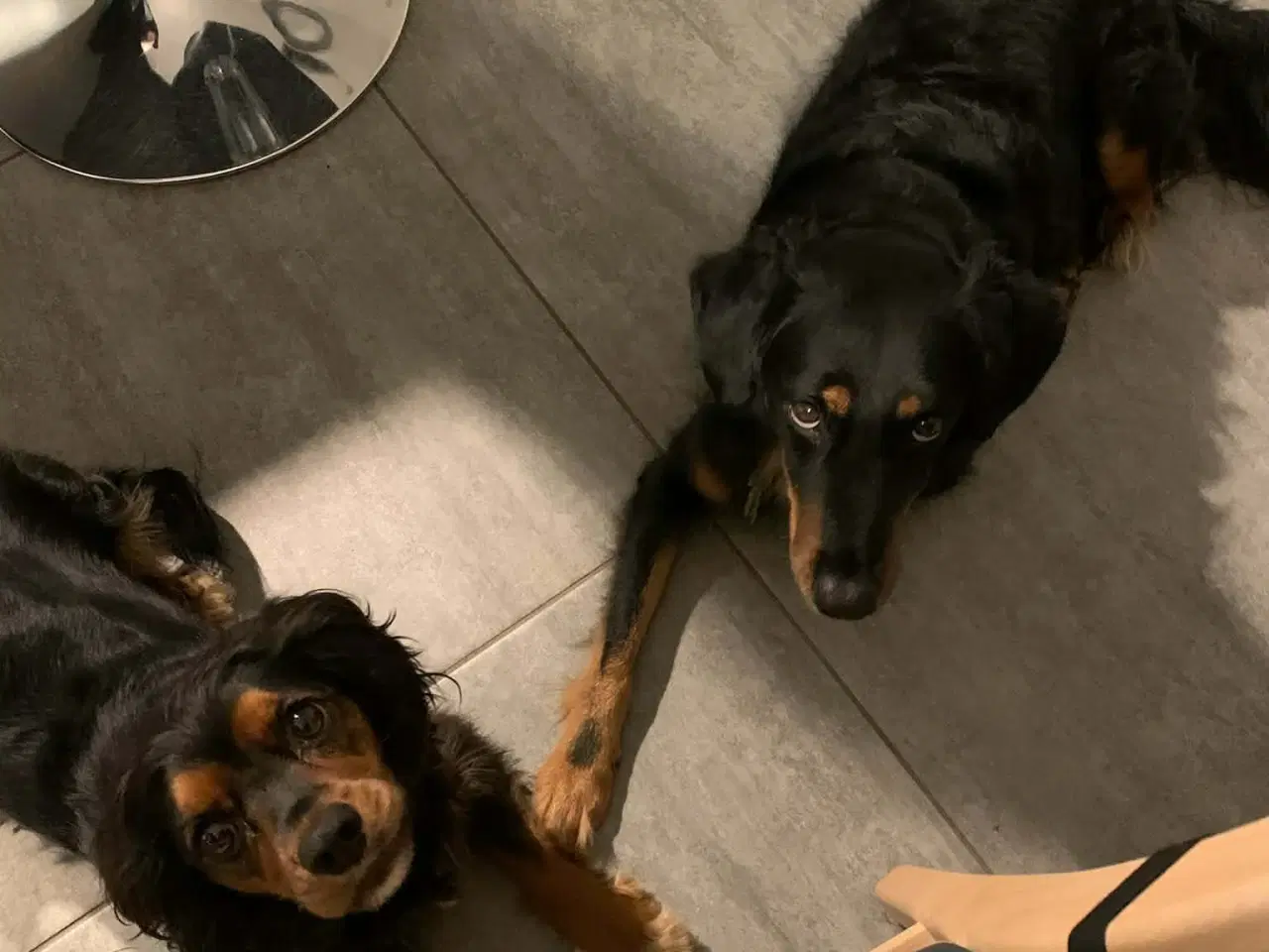 Billede 14 - Smukke milde kærlige Ozzy