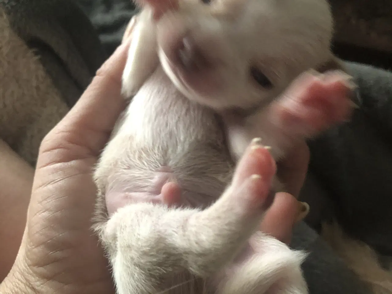 Billede 5 - Shih Tzu / Chihuahua blanding