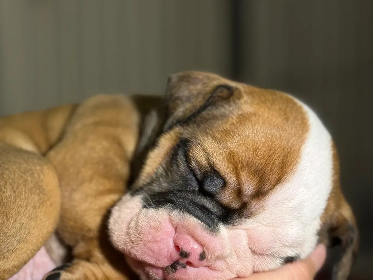 Billede 4 - Old english bulldog 