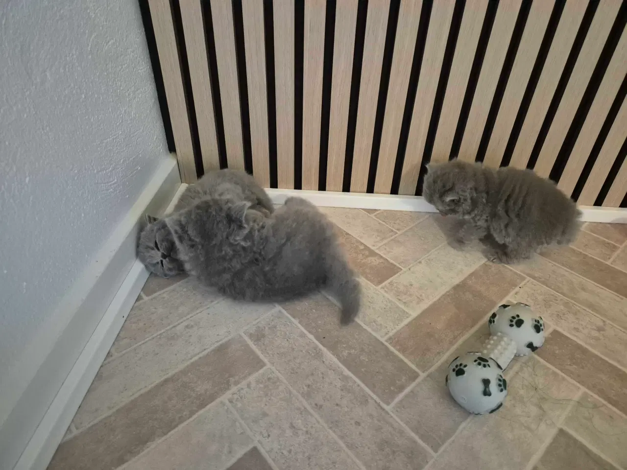 Billede 7 - 🐾 British Shorthair killinger 