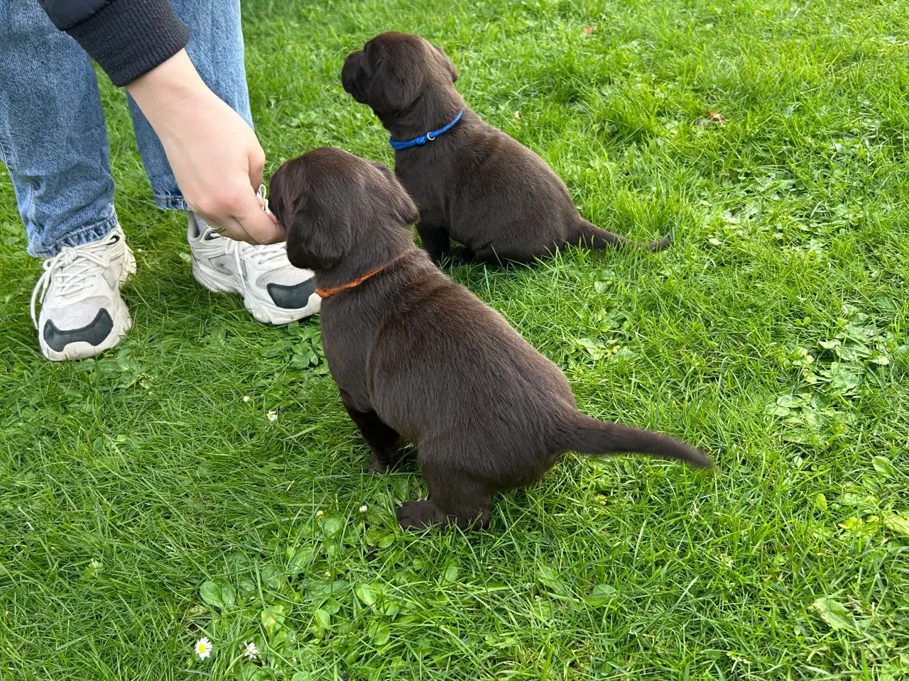 Billede 9 - Brune labradorhvalpe - den gammeldags slags sælges