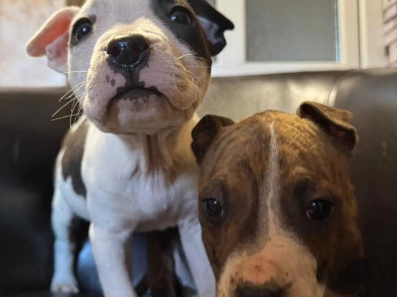 Billede 5 - American Bully XL hvalpe