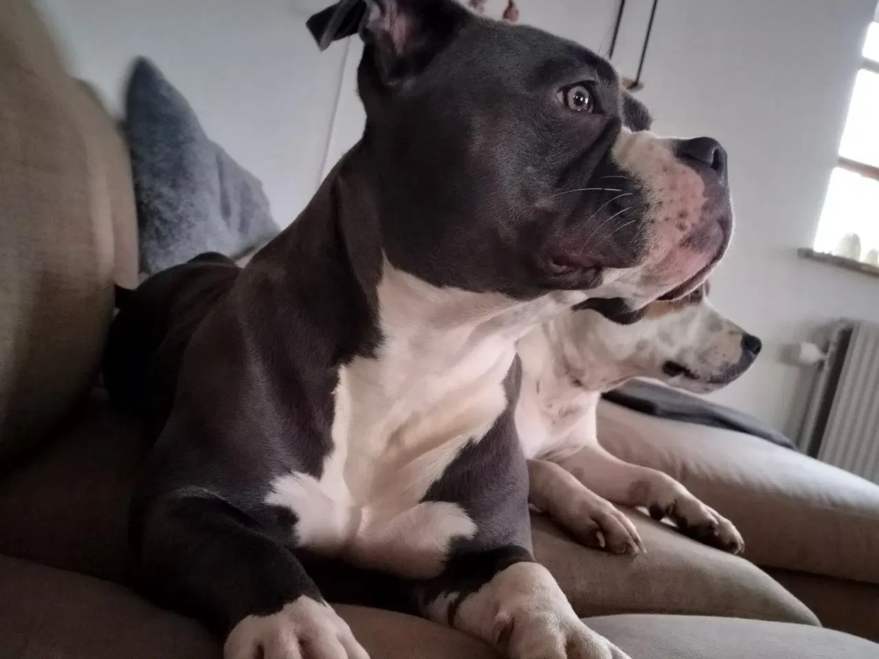 Billede 1 - American pocket bully 