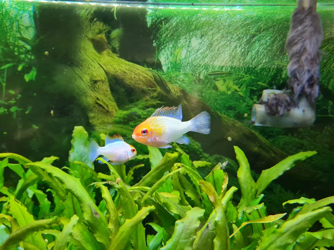Billede 4 - Sommerfuglecichlider (Mikrogeophagus ramirezi) 