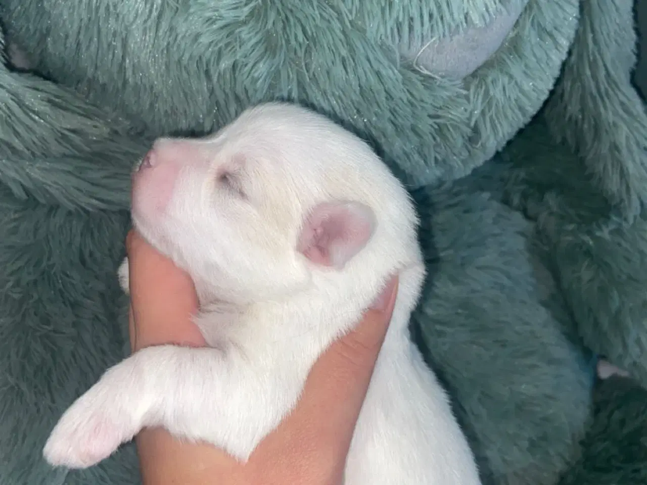 Billede 7 - Coton de tulear - Bomulds bamser