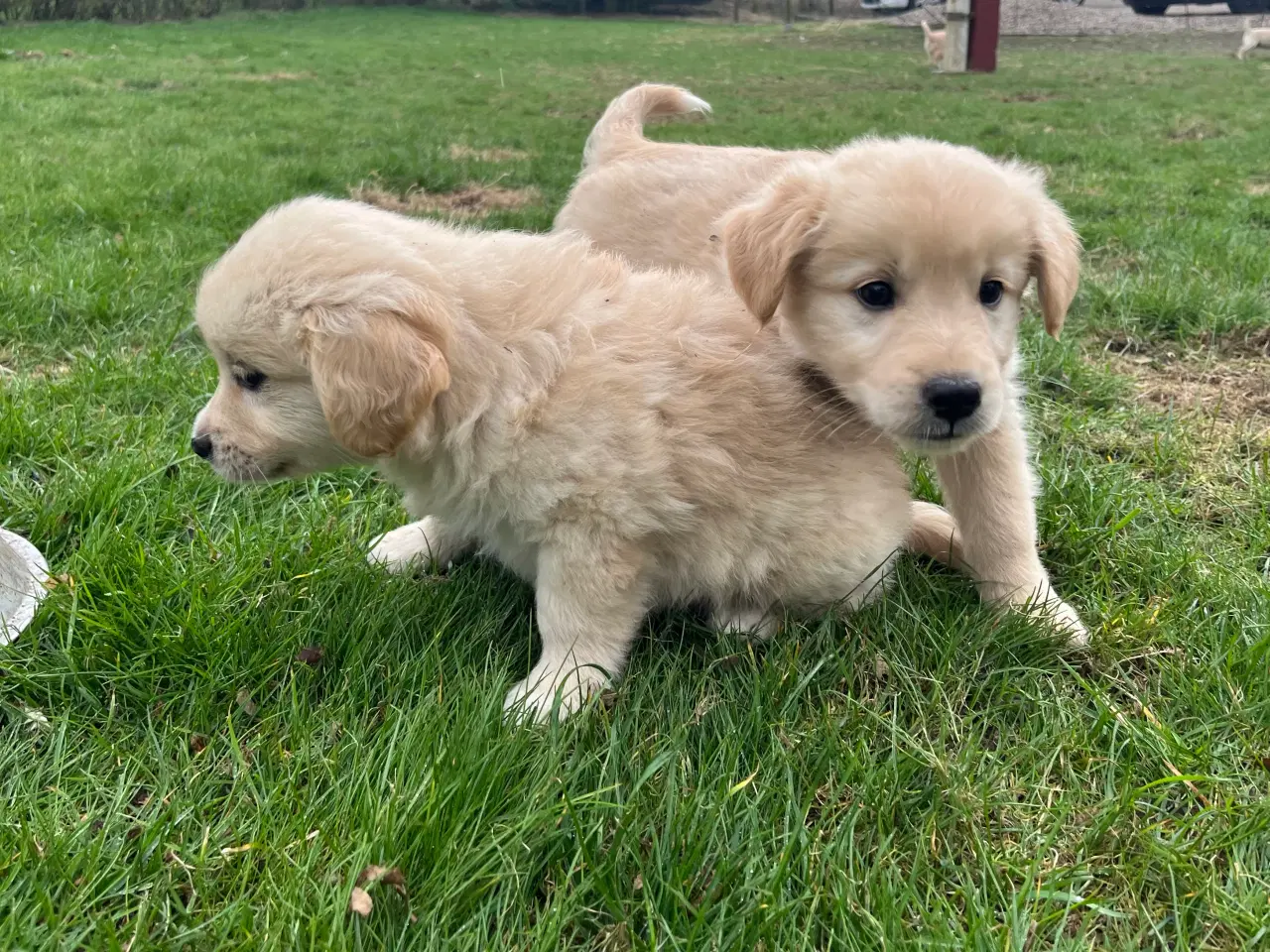 Billede 17 - 5 unikke blandingshvalpe sælges