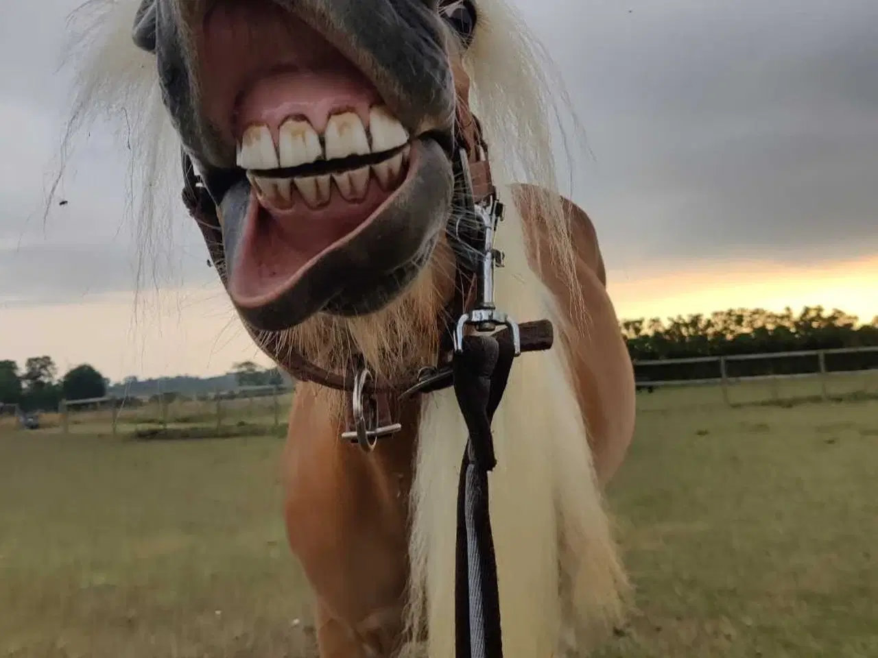 Billede 11 - Haflinger hoppe til avl eller hygge 