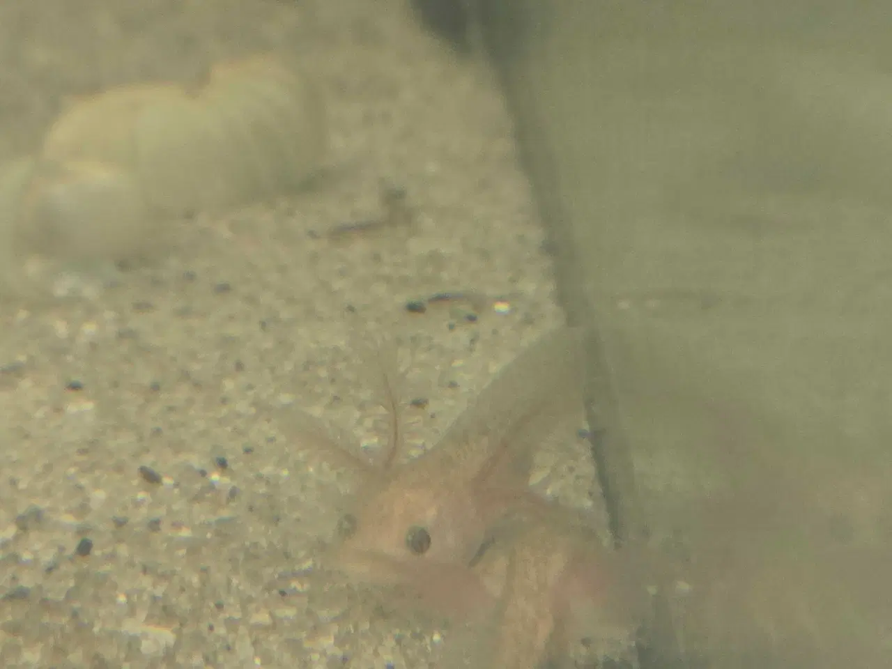 Billede 6 - Axolotl unger fra kendte linjer 