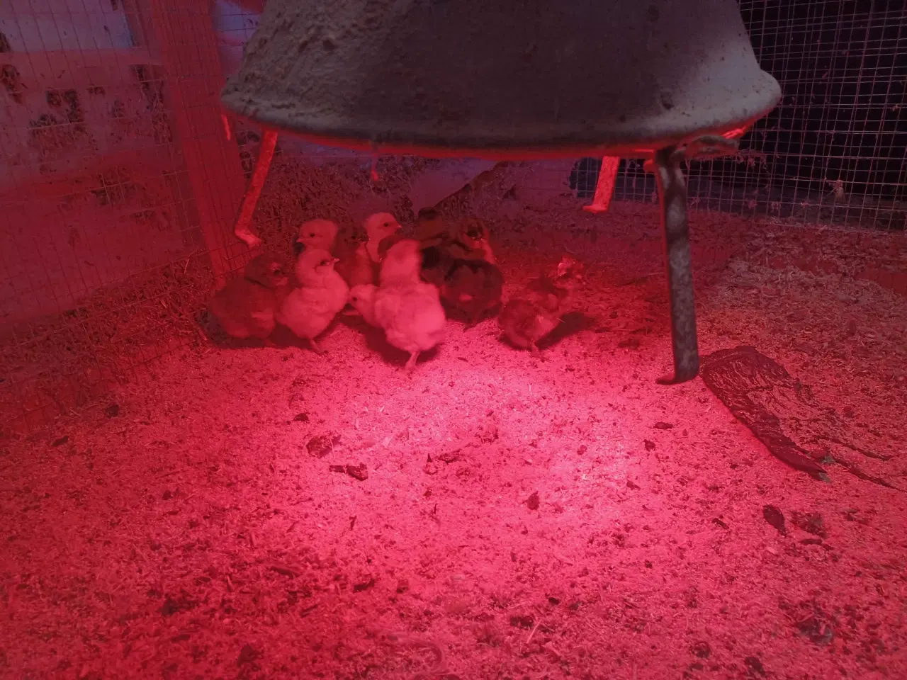 Billede 1 - Dag gamle kyllinger