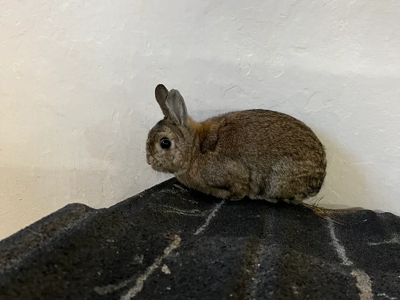 Billede 1 - Kaniner bortgives