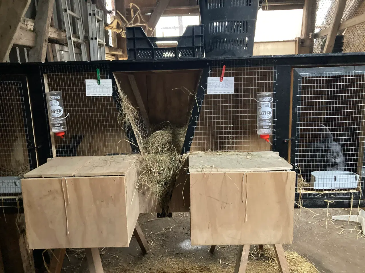 Billede 11 - Fin lille flok af kæmpe kaniner