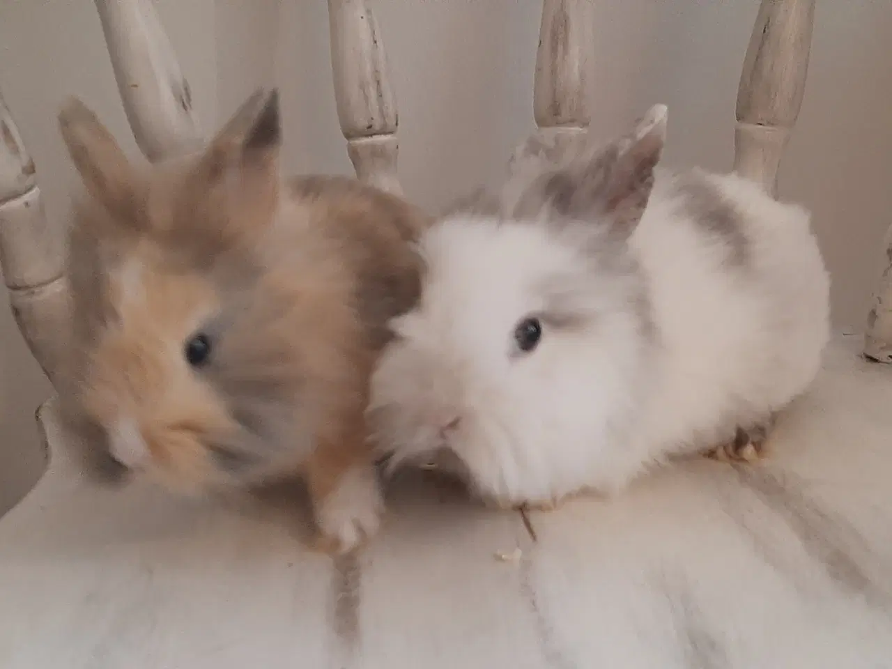 Billede 7 - 8 Unge kaniner🐰🐇 forskellige racer