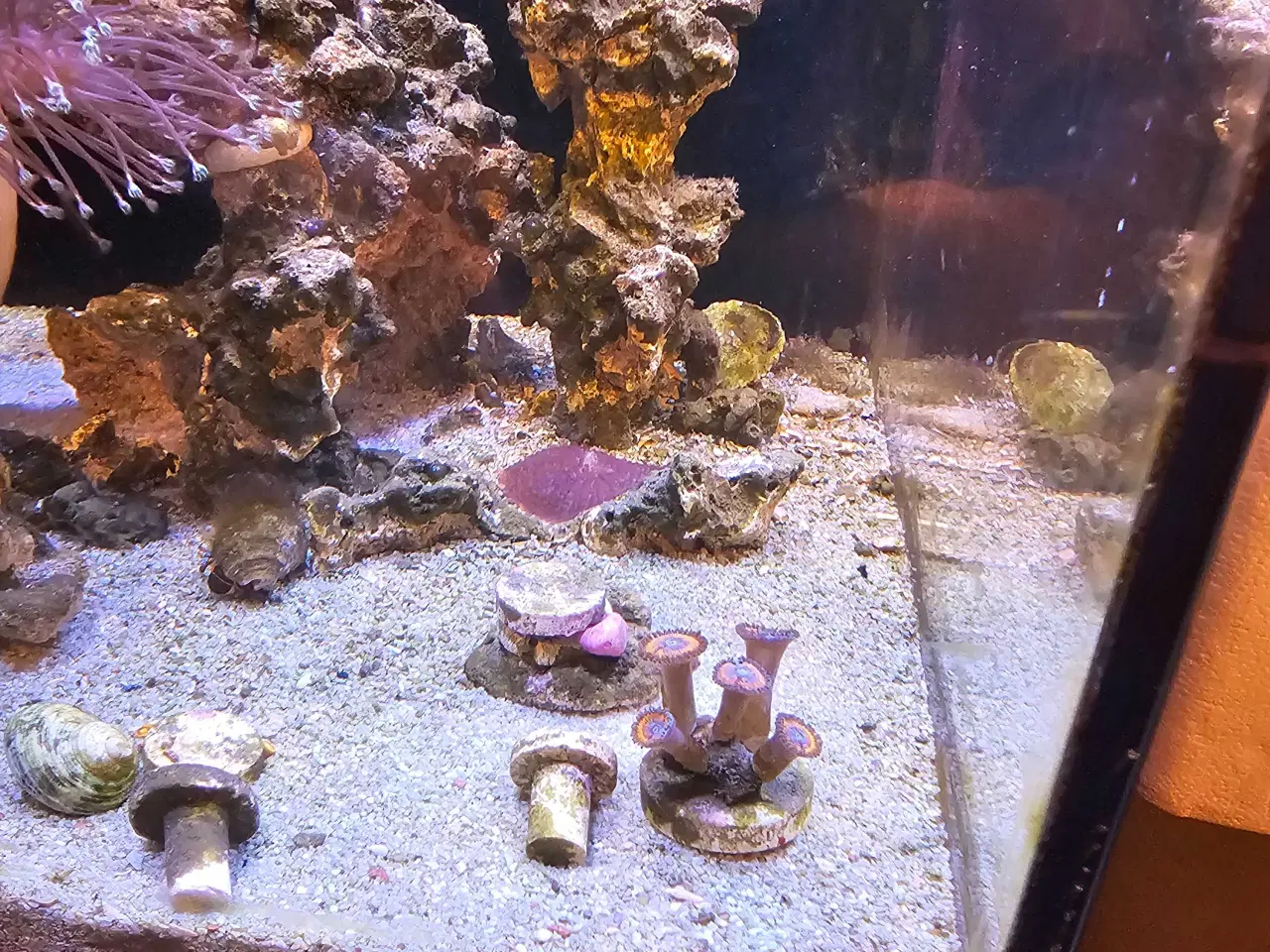 Billede 10 - Red Sea AIO 75 liter saltvandsakvarie