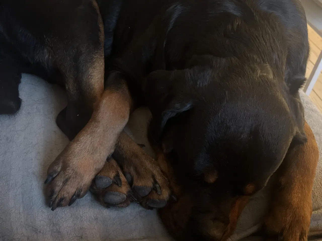 Billede 2 - Kærligt hjem søges til Berta 🐾