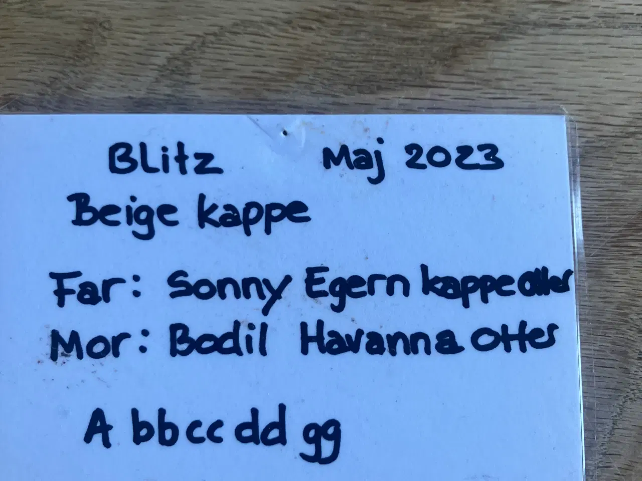 Billede 11 - Minilop kaninunge til salg