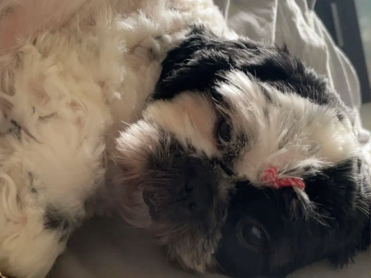 Billede 2 - shih Tzu Mor og far