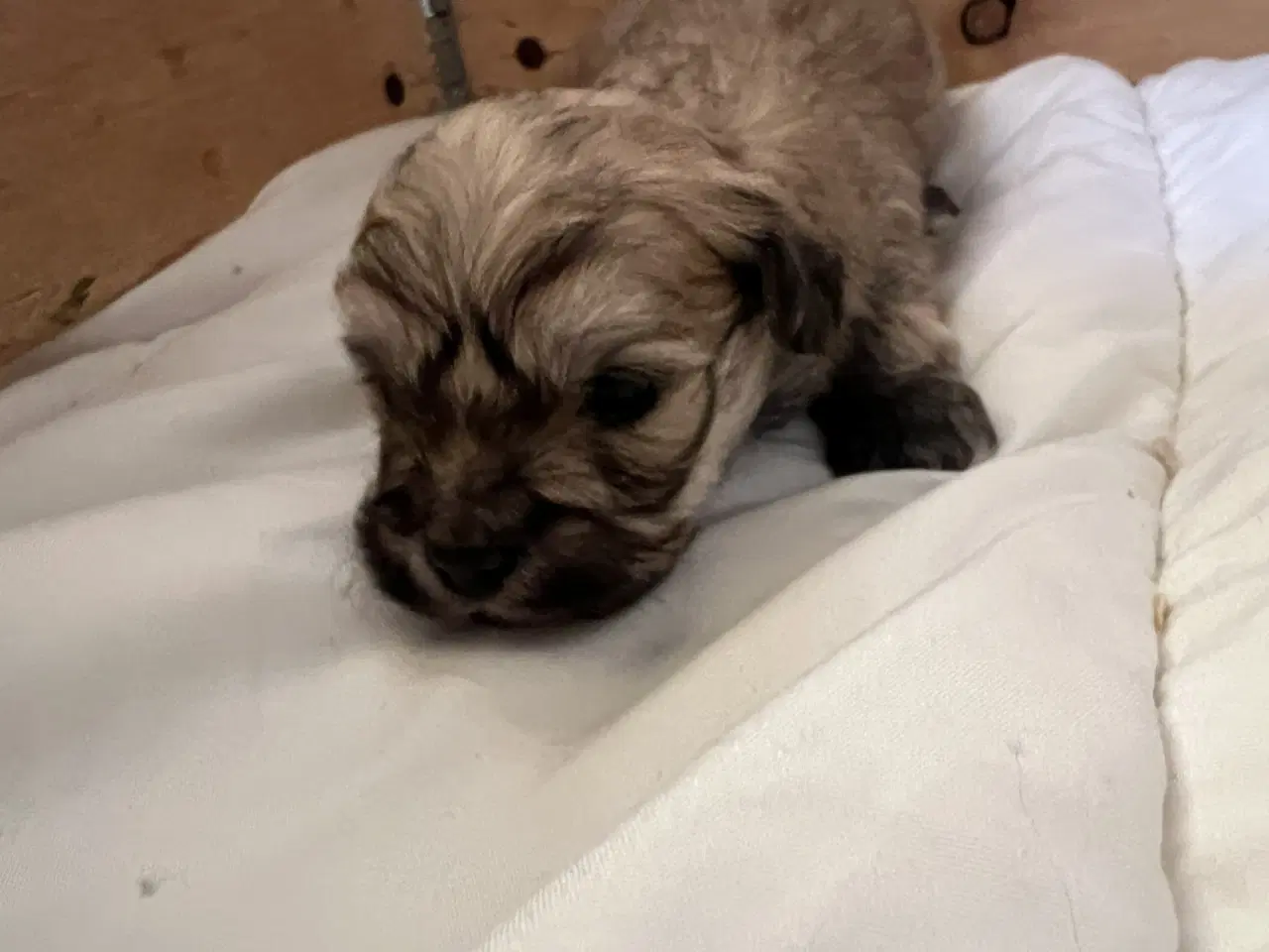 Billede 9 - Små allergivenlige og ikke fældende hundehvalpe